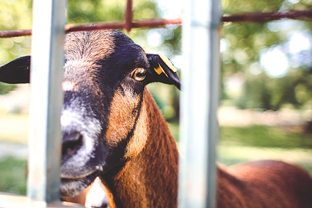 Goat Looking Over The Fence thumbnail