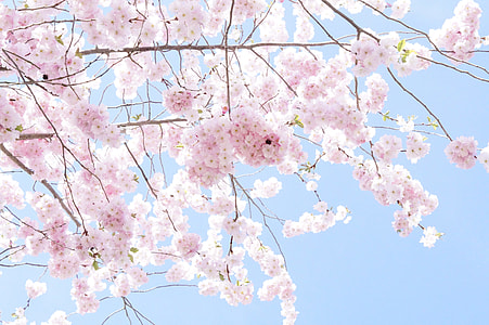 pink sakura thumbnail