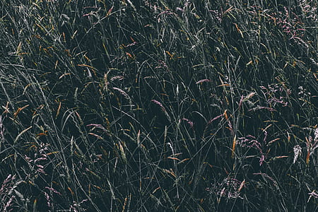 grass field thumbnail