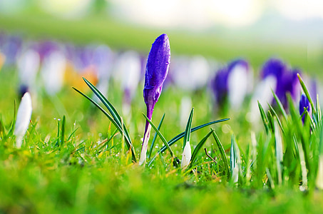 selective focus photo of purple crocus thumbnail