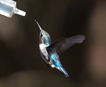 bird trying to catch syringe thumbnail