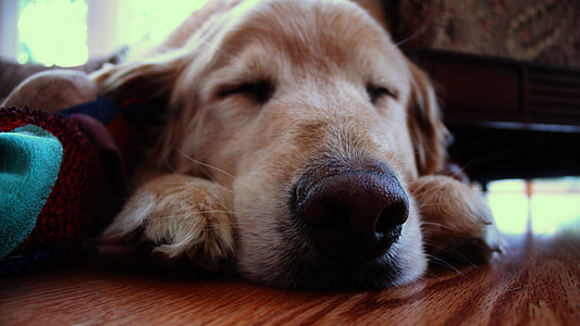 Dog Sleeping on Floor thumbnail