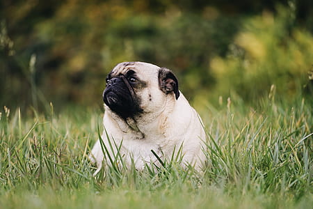 closeup photography of adult fawn pug prone lying on green grass thumbnail