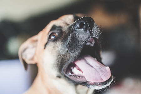 Tan and Black Dog With Mouth Wide Open thumbnail