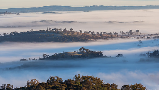 trees on mountain covered with clouds thumbnail