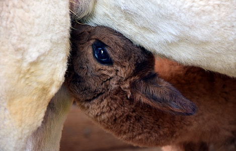 close-up photo of brown calf feeding on mother at daytime thumbnail