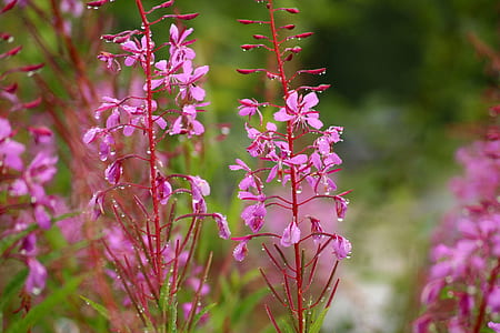 selective focus photography of pink petaled flower thumbnail