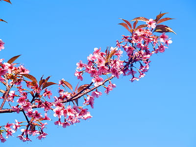 nature, flowers, petals, blur thumbnail