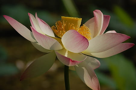 selective focus photography of pink lotus flower thumbnail