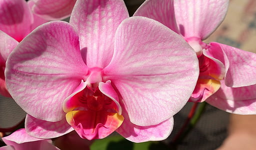 shallow focus photo of flowers thumbnail
