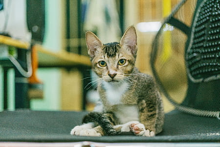 Silver Tabby Cat thumbnail