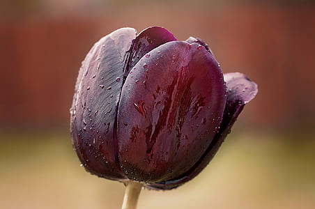 shallow focus photography of flower thumbnail