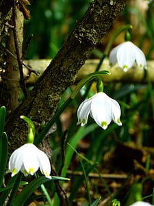 snowflake, fruehlingsknotenblume, spring, spring flower, flower, white thumbnail