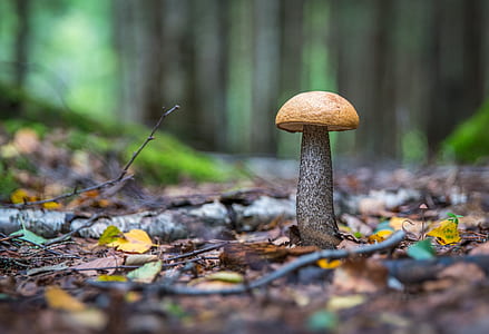 magic mushroom photo thumbnail