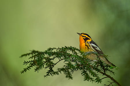 selective focus photo of orange and black short-beaked bird thumbnail