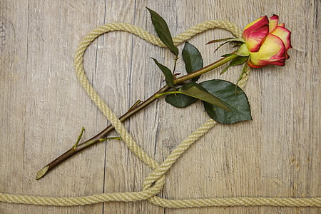 yellow and red rose flower with brown rope thumbnail