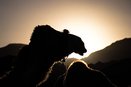tilt shift lens photography of camel during sunset thumbnail