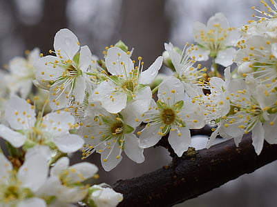 close-up photo of white petaled flowers thumbnail
