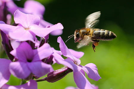brown bee flying near purple petaled flower thumbnail