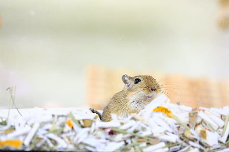 close-up photo of brown guinea pig thumbnail