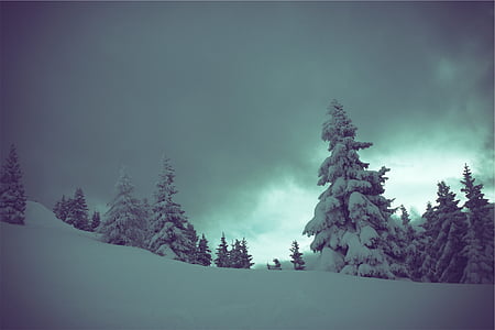 trees coated with snow at daytime thumbnail