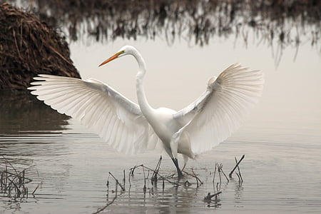 white bird on body of water near grass thumbnail