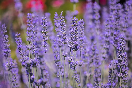 depth photography of lavender flowers thumbnail