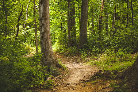 landscape photography of dirty pathway surrounded by trees and plants \ thumbnail