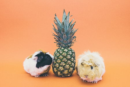 pineapple between two Guinea pigs thumbnail