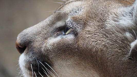 shallow focus photograpy of brown tiger thumbnail