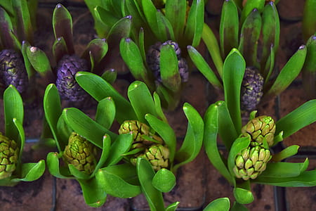 Green Succulent Plant in Macro Photography thumbnail