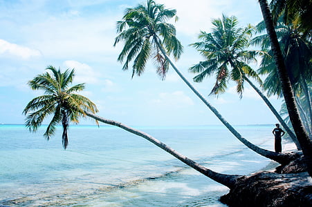 green tree on beach shore thumbnail