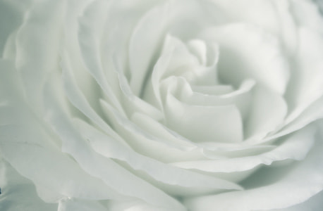 white rose thumbnail