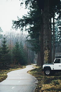 white vehicle parked beside tall tree near street thumbnail