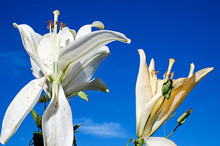 two white petaled flowers in bloom thumbnail