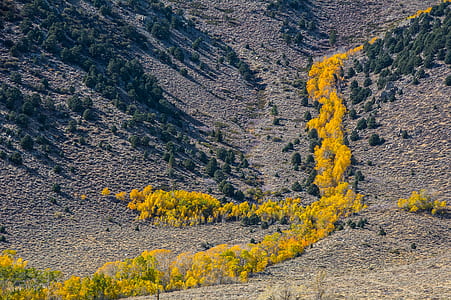 scenery of trees and hil thumbnail