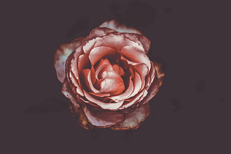 closeup photography of red rose flower thumbnail