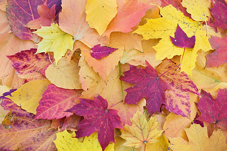 closeup photography of purple and yellow maple leaf lot thumbnail