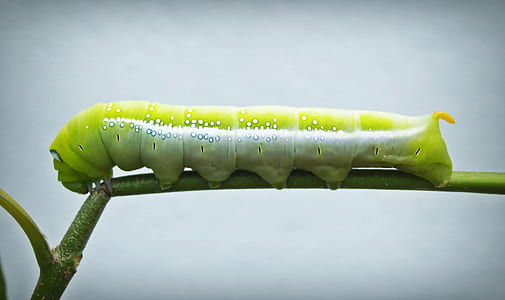 green and white caterpillar on green stem thumbnail
