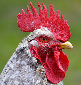 closeup photo of gray chicken thumbnail