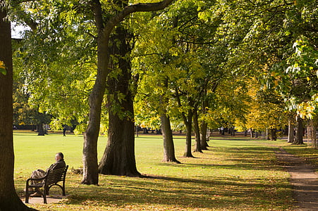 person sitting on bench between trees thumbnail
