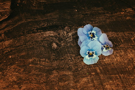 blue petaled flowers thumbnail