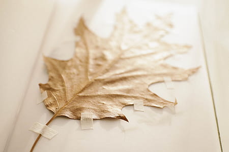 Brown Dried Leaf thumbnail