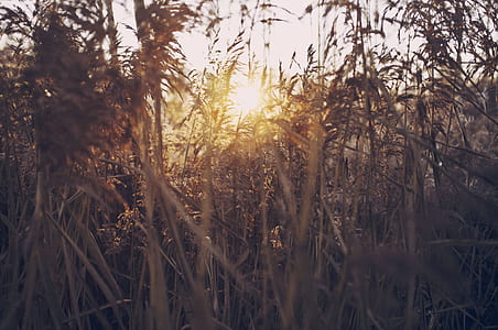 closeup photo of brown grass during sunset thumbnail