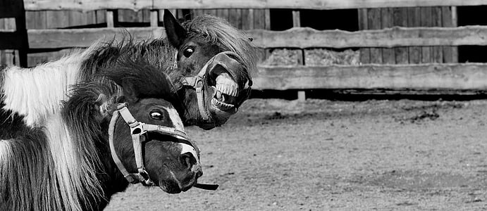 grayscale photography of two horses thumbnail