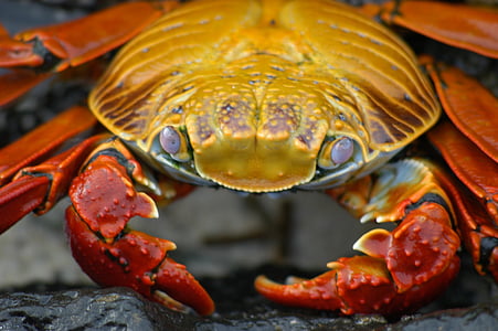 closeup of orange crab on gray rock thumbnail