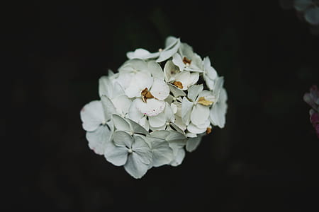 white flowers with black background thumbnail