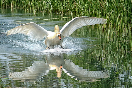 swan on body of water thumbnail