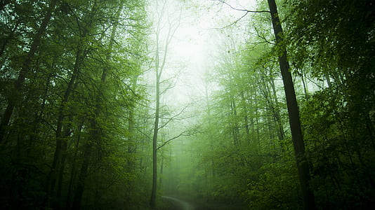 forest trees during daytime thumbnail
