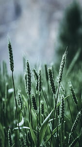 focus photography of green grass thumbnail